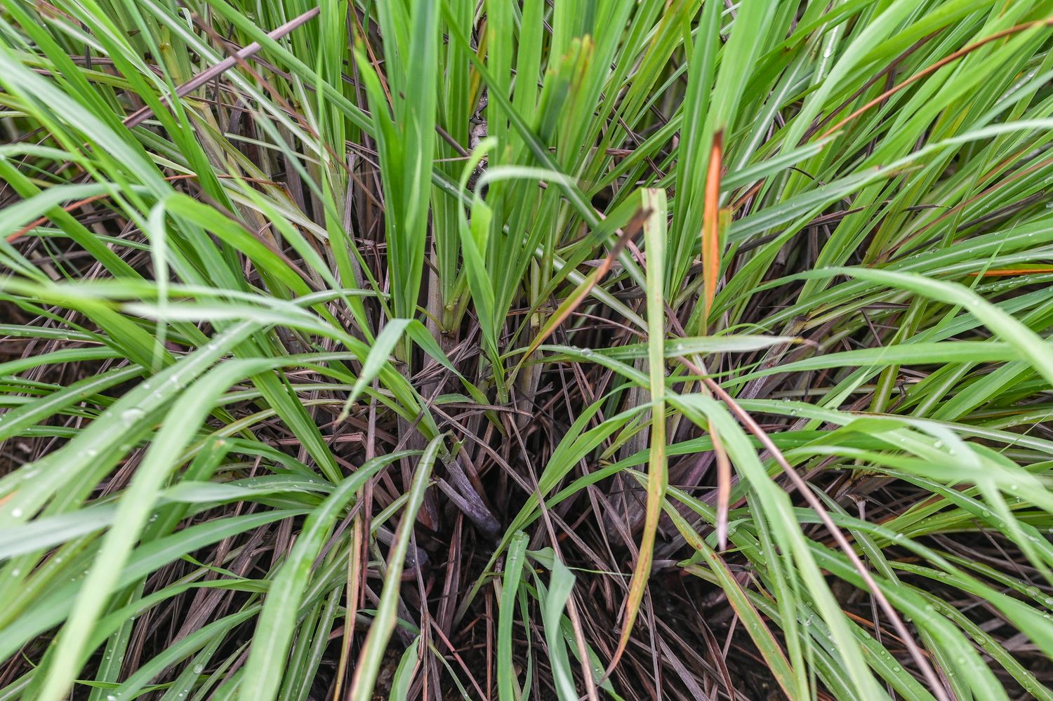 Harilik sidrunhein 2